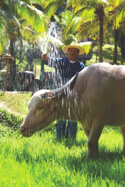 Hotel Review: Four Seasons Resort Chiang Mai